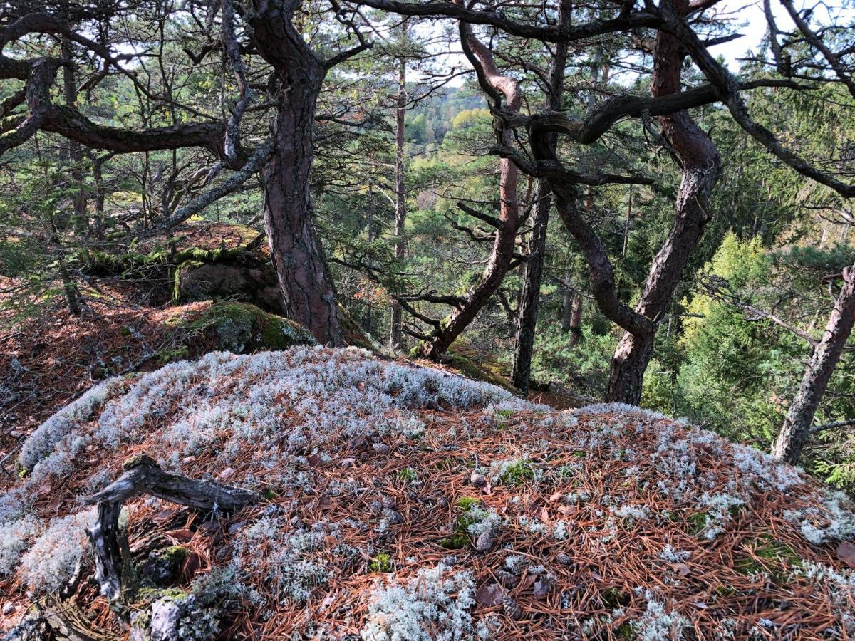 Mysig Och Modern Stuga Pa Snoegard, Naera Havet Och Naturen Lur  Eksteriør bilde