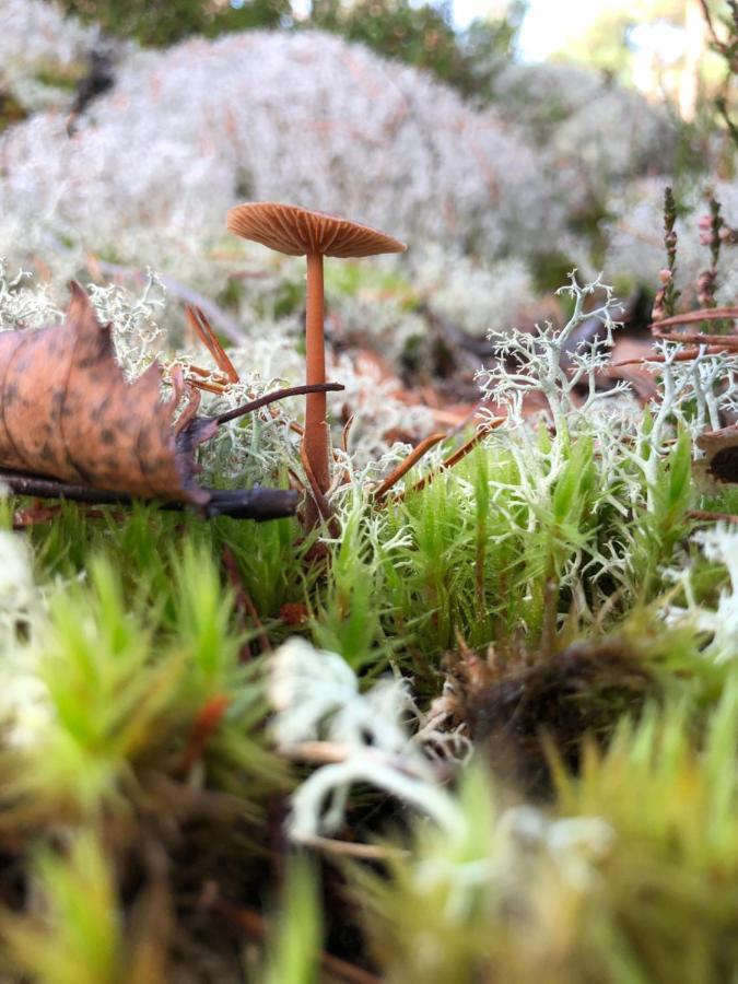 Mysig Och Modern Stuga Pa Snoegard, Naera Havet Och Naturen Lur  Eksteriør bilde