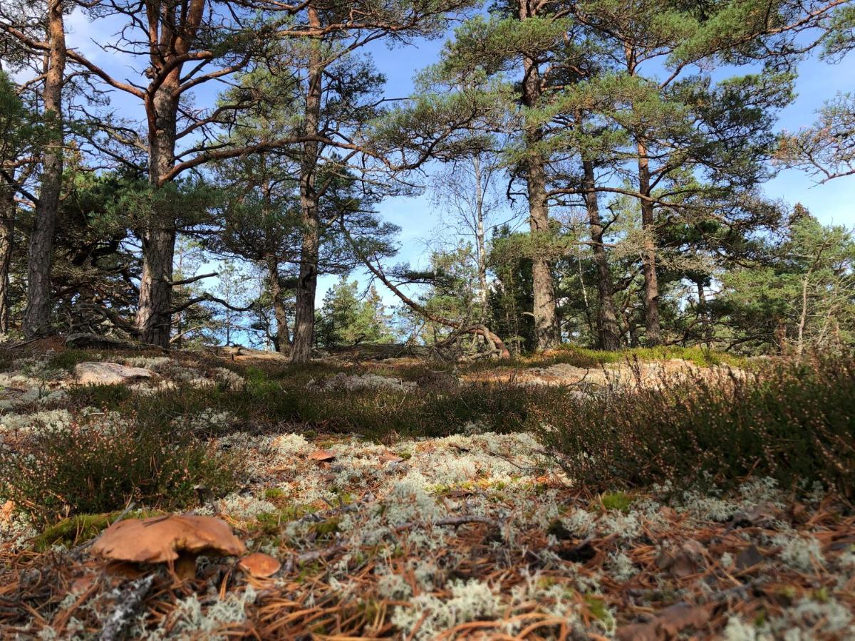 Mysig Och Modern Stuga Pa Snoegard, Naera Havet Och Naturen Lur  Eksteriør bilde